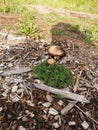 Mushrooms summer Poland nature