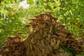 Mushrooms in the sunlight,on a large stump grow a lot of honey fungus on the background of the sun in the forest