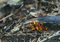 Mushrooms in natural environment