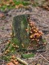 Mushrooms in thier natural environment Royalty Free Stock Photo