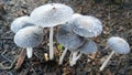 Mushrooms and tiny plants