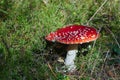 Mushrooms toadstools, fly red mushrooms fungi. red amanita in forest Autumn, orange mushroom, fly agaric in the forest, uneatable