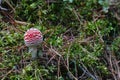 Mushrooms toadstools, fly red mushrooms fungi. red amanita in forest Autumn, orange mushroom, fly agaric in the forest, uneatable