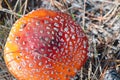 Mushrooms toadstools, fly red mushrooms fungi. red amanita in forest Autumn, orange mushroom, fly agaric in the forest, uneatable