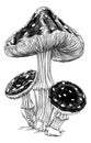 Mushrooms Toadstools Vintage Engraved Woodcut