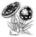 Mushrooms Toadstools Vintage Engraved Woodcut