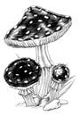 Mushrooms Toadstools Vintage Engraved Woodcut