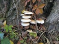 Mushrooms on the tree. Black growths on the bark. Poisonous mushrooms are parasites. Pale toadstools in the forest. Danger. Royalty Free Stock Photo