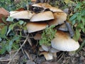 Mushrooms on the tree. Black growths on the bark. Poisonous mushrooms are parasites. Pale toadstools in the forest. Danger for the Royalty Free Stock Photo