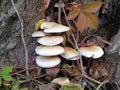 Mushrooms on the tree. Black growths on the bark. Poisonous mushrooms are parasites. Pale toadstools in the forest. Danger for the Royalty Free Stock Photo