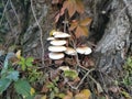 Mushrooms on the tree. Black growths on the bark. Poisonous mushrooms are parasites. Pale toadstools in the forest. Danger for the Royalty Free Stock Photo