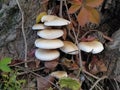 Mushrooms on the tree. Black growths on the bark. Poisonous mushrooms are parasites. Pale toadstools in the forest. Danger Royalty Free Stock Photo