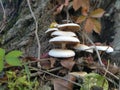 Mushrooms on the tree. Black growths on the bark. Poisonous mushrooms are parasites. Pale toadstools in the forest. Danger Royalty Free Stock Photo