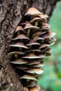 Mushrooms in a tree Royalty Free Stock Photo