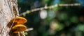 Mushrooms on a tree in East Sooke regional park