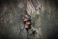 mushrooms on a tree in the forest Royalty Free Stock Photo