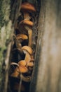 mushrooms on a tree in the forest close-up Royalty Free Stock Photo