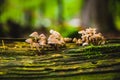 Mushrooms on the tree