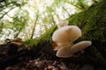 Mushrooms on tree in green forest Royalty Free Stock Photo