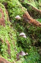 Mushrooms on a tree Royalty Free Stock Photo