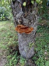 Mushrooms on a tree3