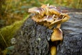 Mushrooms on tree stump Royalty Free Stock Photo