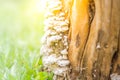 Mushrooms on tree stump in the garden Royalty Free Stock Photo