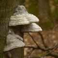 Mushrooms on a tree trunk Royalty Free Stock Photo