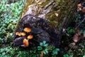 mushrooms on the tree trunk. Group of yellow honey agaric growing in the forest Royalty Free Stock Photo