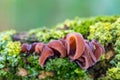 Mushrooms on a tree trunk Royalty Free Stock Photo