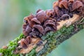 Mushrooms on a tree trunk Royalty Free Stock Photo