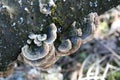 Mushrooms on a treetrunk