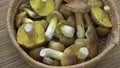 Mushrooms Tricholoma equestre Yellow Knight mushroom group rotating in basket