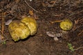 Mushrooms Tricholoma equestre and young Tricholoma portentosum, closeup.