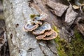 Mushrooms on a trunk in a mossy forest