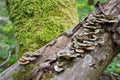 Mushrooms on a trunk in a mossy forest