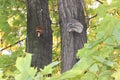 Mushrooms on the trunks of old poplars surrounded by dense maple foliage