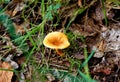Mushrooms - Tubaria hiemalis - Winter Twiglet