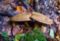 Mushrooms tubular with a brown cap in the forest in Ivano-Frankivsk region Royalty Free Stock Photo