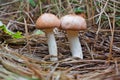 Two edible fungi suillus granulatus growing among dry grass Royalty Free Stock Photo