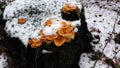 Mushrooms under the Dutch snow. Royalty Free Stock Photo