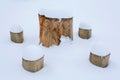 Mushrooms under the snow with a hat