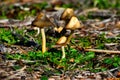 Mushrooms in the Valdebebas Forest Park Royalty Free Stock Photo