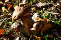 Mushrooms in the Valdebebas Forest Park Royalty Free Stock Photo