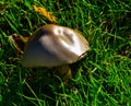 Mushrooms in the Valdebebas Forest Park Royalty Free Stock Photo