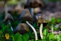 Mushrooms in the Valdebebas Forest Park Royalty Free Stock Photo
