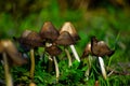 Mushrooms in the Valdebebas Forest Park Royalty Free Stock Photo