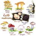 Mushrooms growing variety set on white background Royalty Free Stock Photo