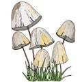 2134 mushrooms, vector drawings, a picture of realistic forest mushrooms