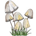 2134 mushrooms, vector drawings, a picture of realistic forest mushrooms Royalty Free Stock Photo